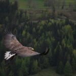 A powerful hawk in flight over a lush green forest, showcasing its impressive wingspan and natural beauty.